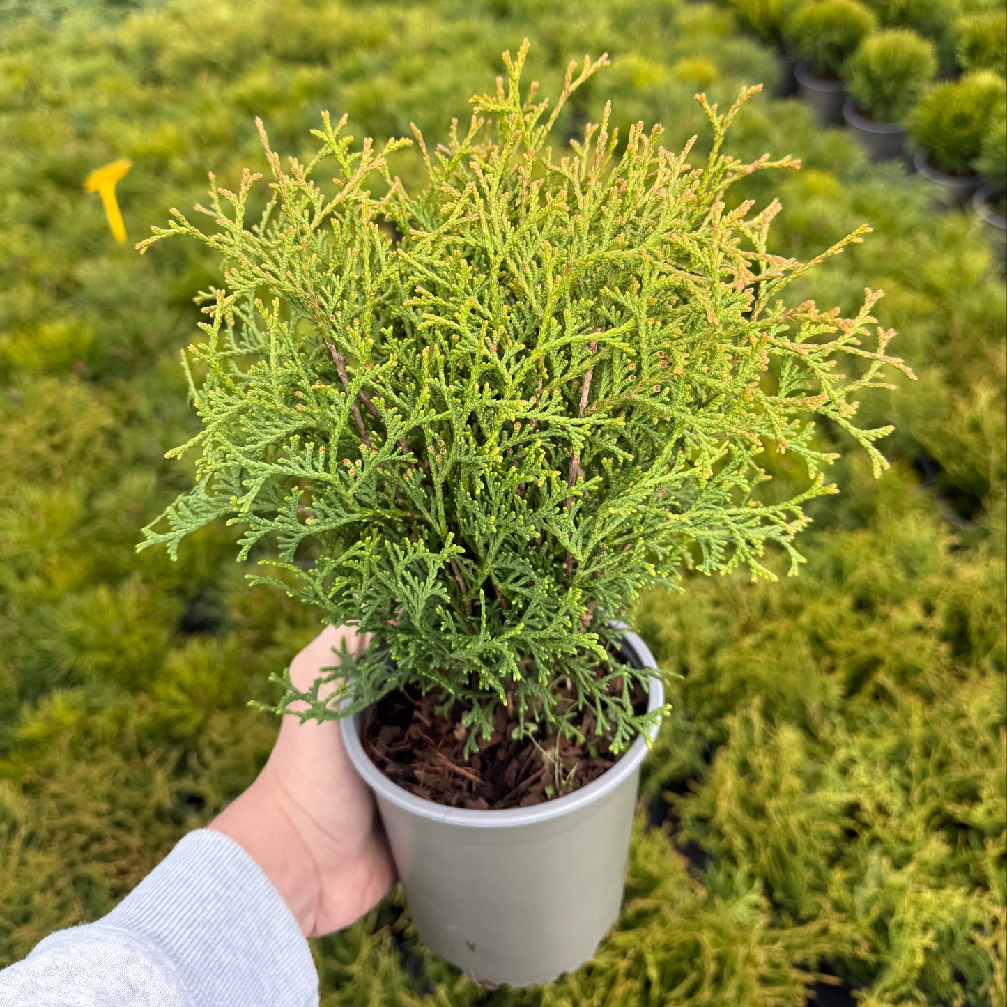 Tuia Occidentalis Tiny Tim 1,5L