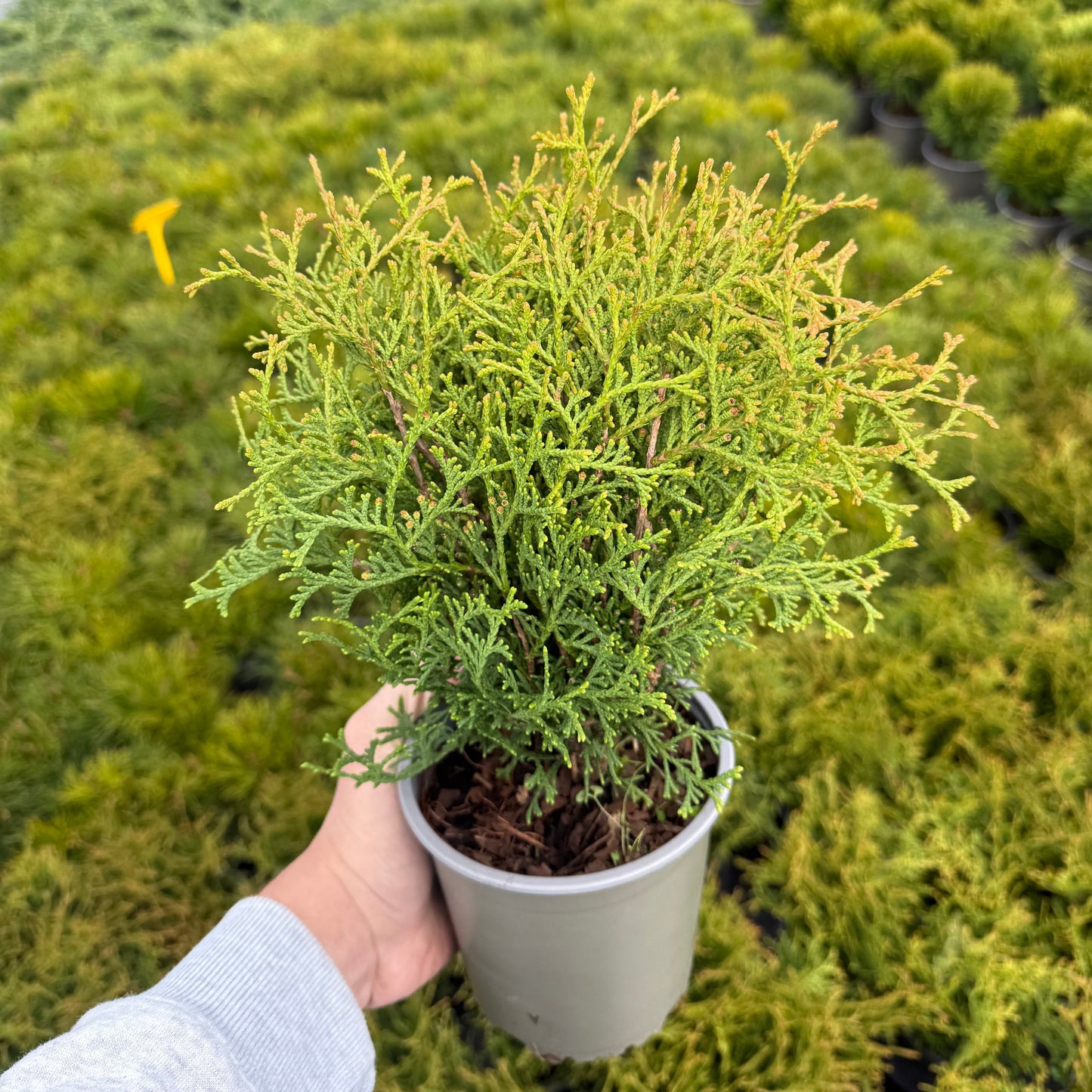 Tuia Occidentalis Tiny Tim 1L