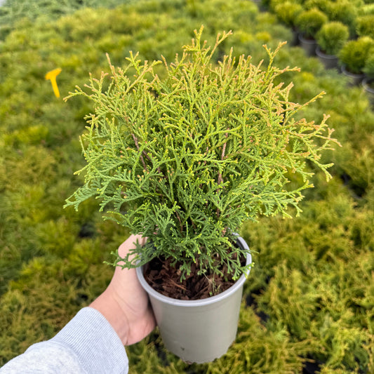 Tuia Occidentalis Tiny Tim 1L