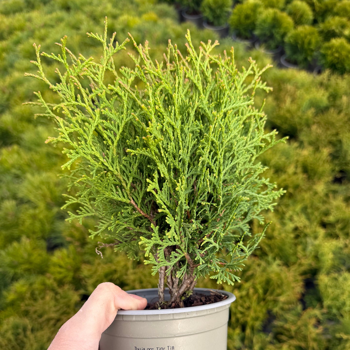 Tuia Occidentalis Tiny Tim 1,5L