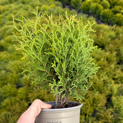 Tuia Occidentalis Tiny Tim 1,5L