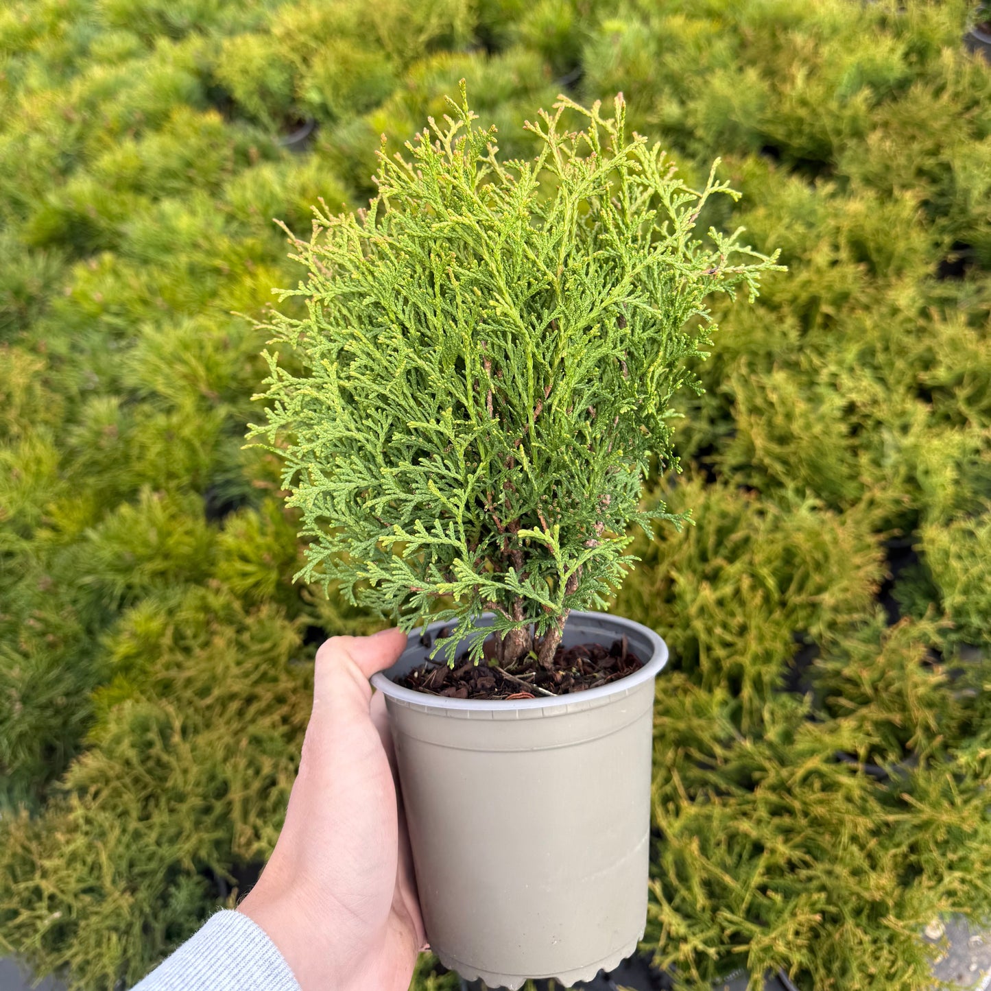 Tuia Occidentalis Tiny Tim 1L