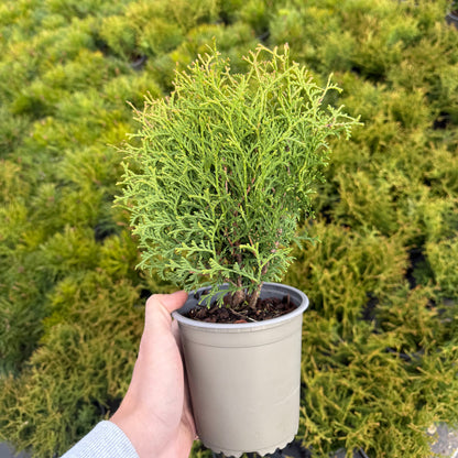 Tuia Occidentalis Tiny Tim 1L