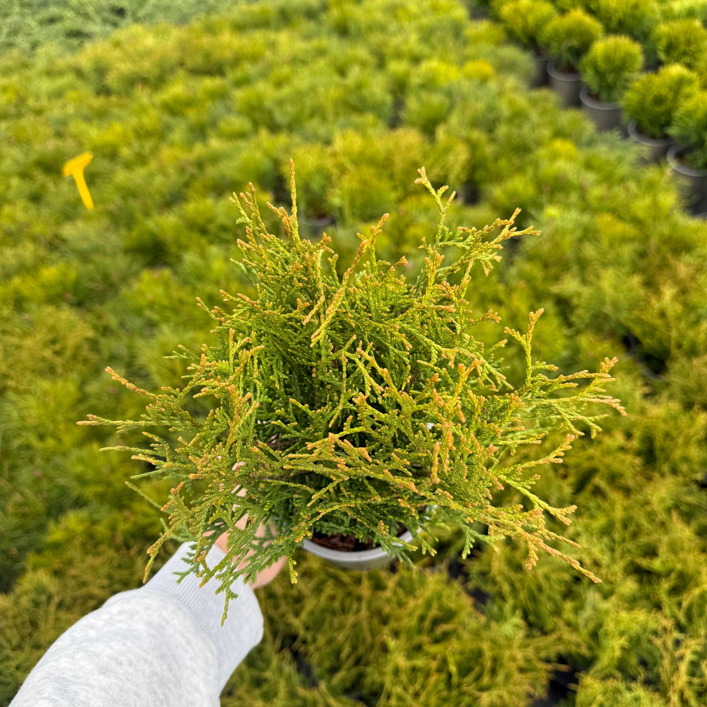 Tuia Occidentalis Tiny Tim 1,5L