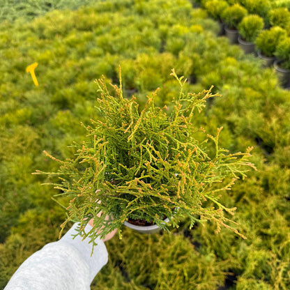 Tuia Occidentalis Tiny Tim 1,5L