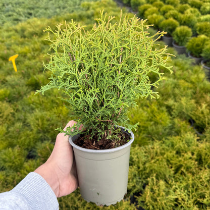 Tuia Occidentalis Tiny Tim 1,5L