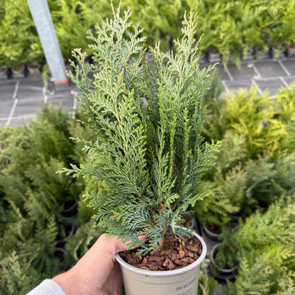 Tuia Chamaecyparis Columnaris 1,5L