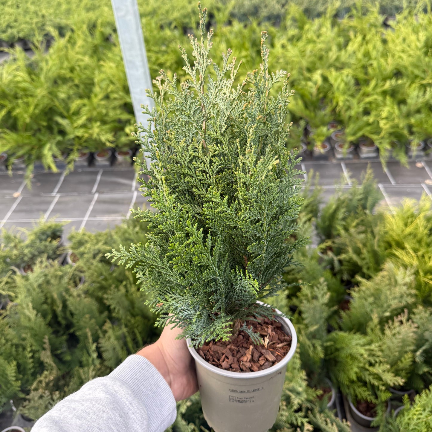 Tuia Chamaecyparis Columnaris 1,5L