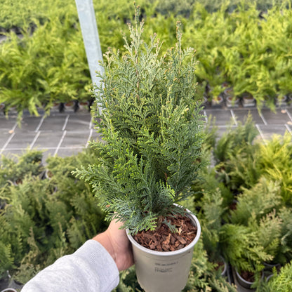 Tuia Chamaecyparis Columnaris 1,5L
