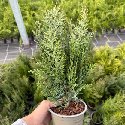 Tuia Chamaecyparis Columnaris 1,5L