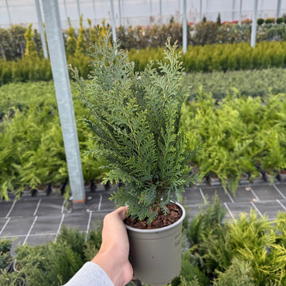 Tuia Chamaecyparis Columnaris 1,5L