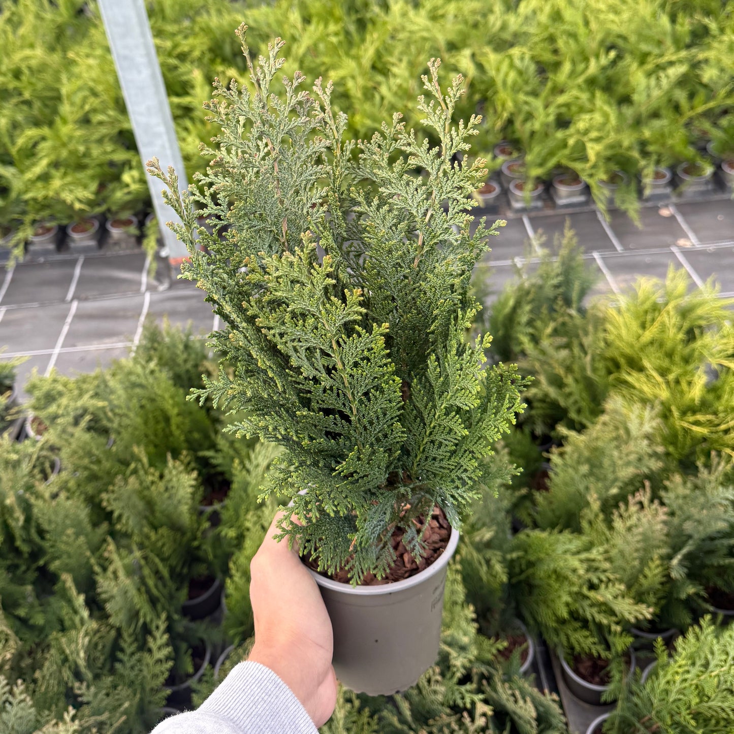 Tuia Chamaecyparis Columnaris 1,5L