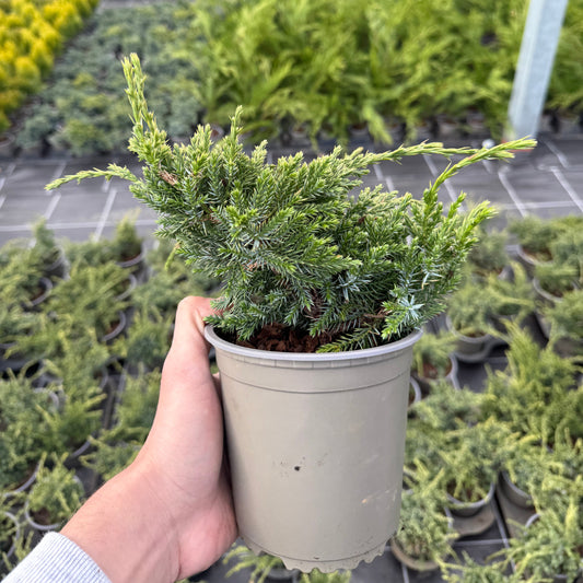 Juniperus Squamata Holger 1,5L