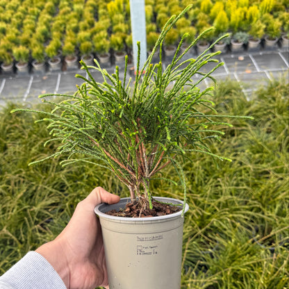 Tuia Plicata Whipcord 1,5L
