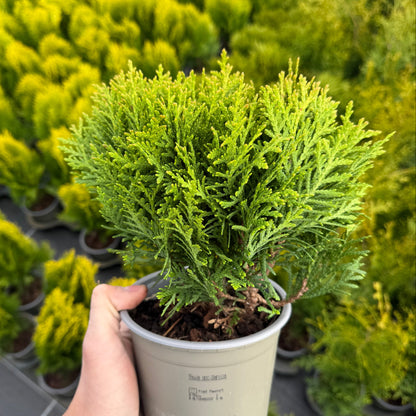 Tuia Occidentalis Danica 1L