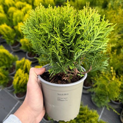 Tuia Occidentalis Danica 1,5L