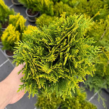 Tuia Occidentalis Danica 1L