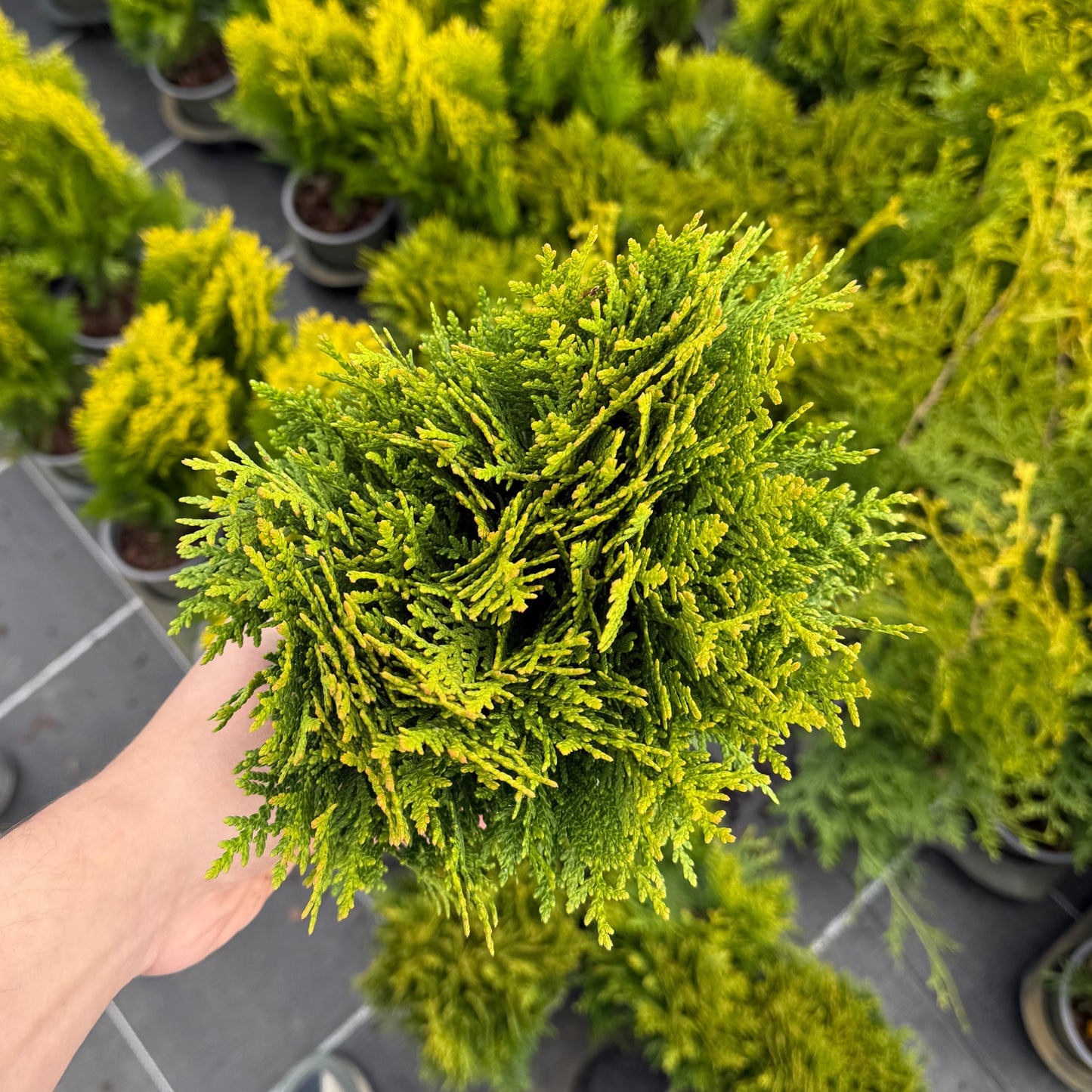 Tuia Occidentalis Danica 1,5L