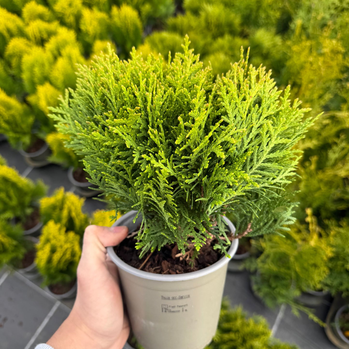 Tuia Occidentalis Danica 1L