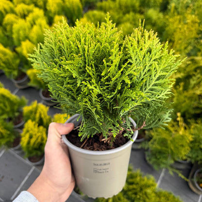 Tuia Occidentalis Danica 1,5L