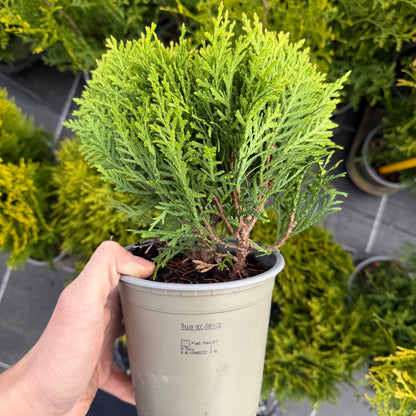 Tuia Occidentalis Danica 1L