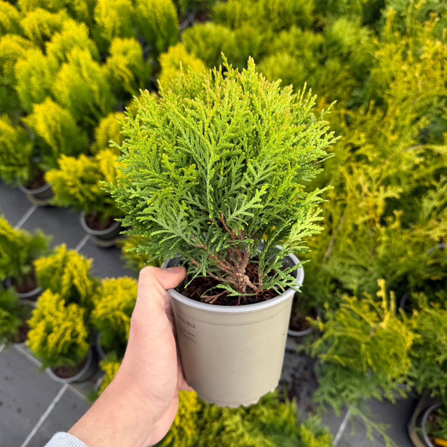 Tuia Occidentalis Danica 1L