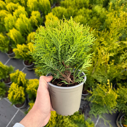 Tuia Occidentalis Danica 1L