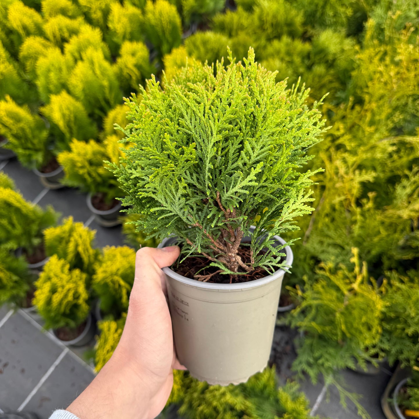 Tuia Occidentalis Danica 1,5L