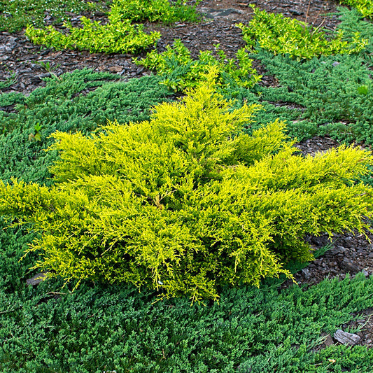 Juniperus Old Gold 1,5L