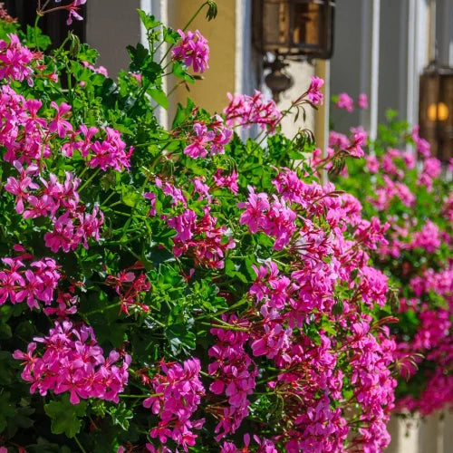 Muscate Tiroleze Lila