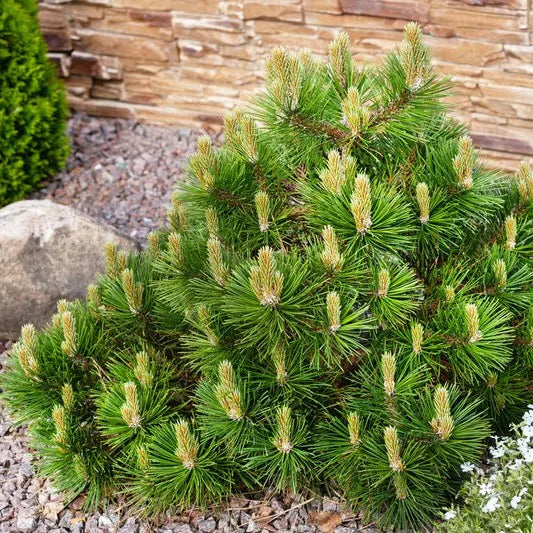 Pinus Mugo Mughus 1,5L