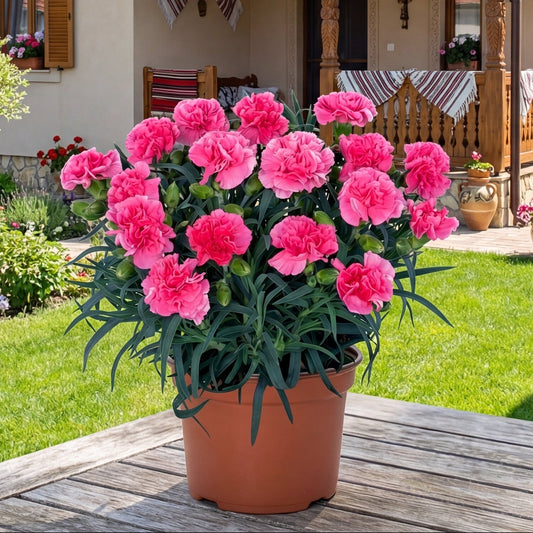 Garofita Pretty Rose