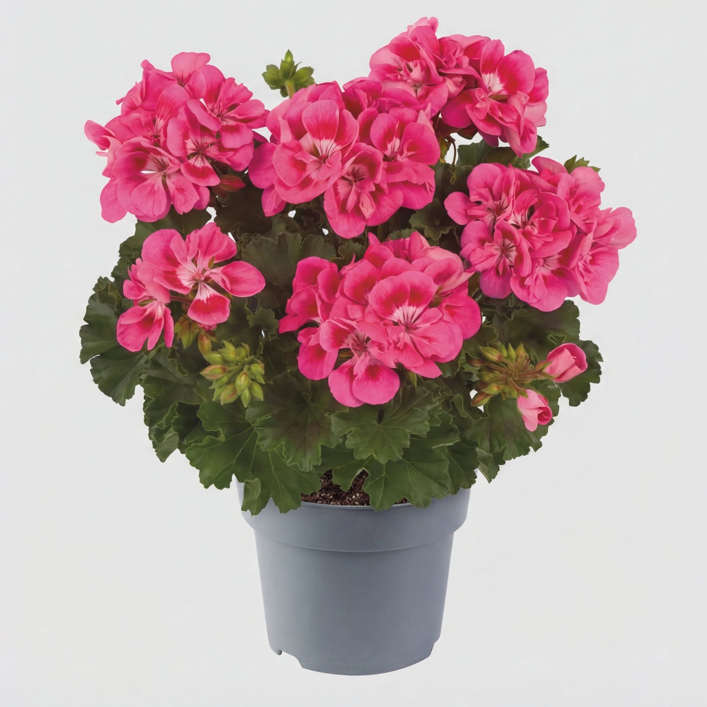 Muscate Blush Royale