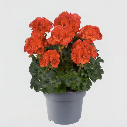 Muscate Sylvia Orange