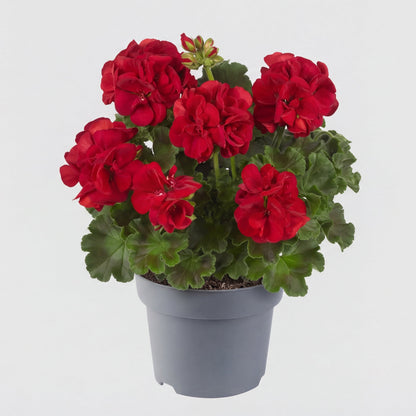 Muscate Sophie Dark Red