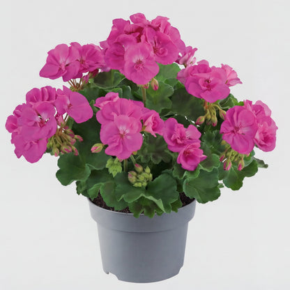 Muscate Yvonne Lilac