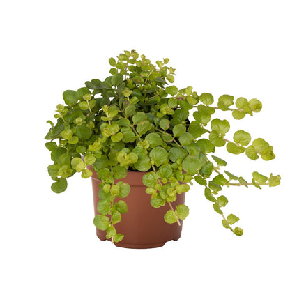 Ornament Verde