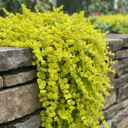 Ornament Verde