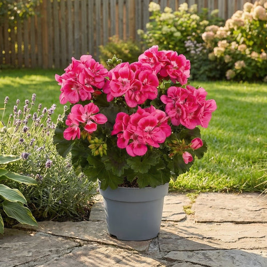 Muscate Blush Royale