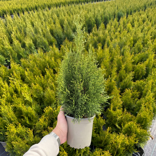 Tuia Occidentalis Smaragd 1,5L