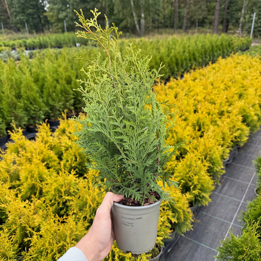 Tuia Occidentalis King Of Brabant 1,5L