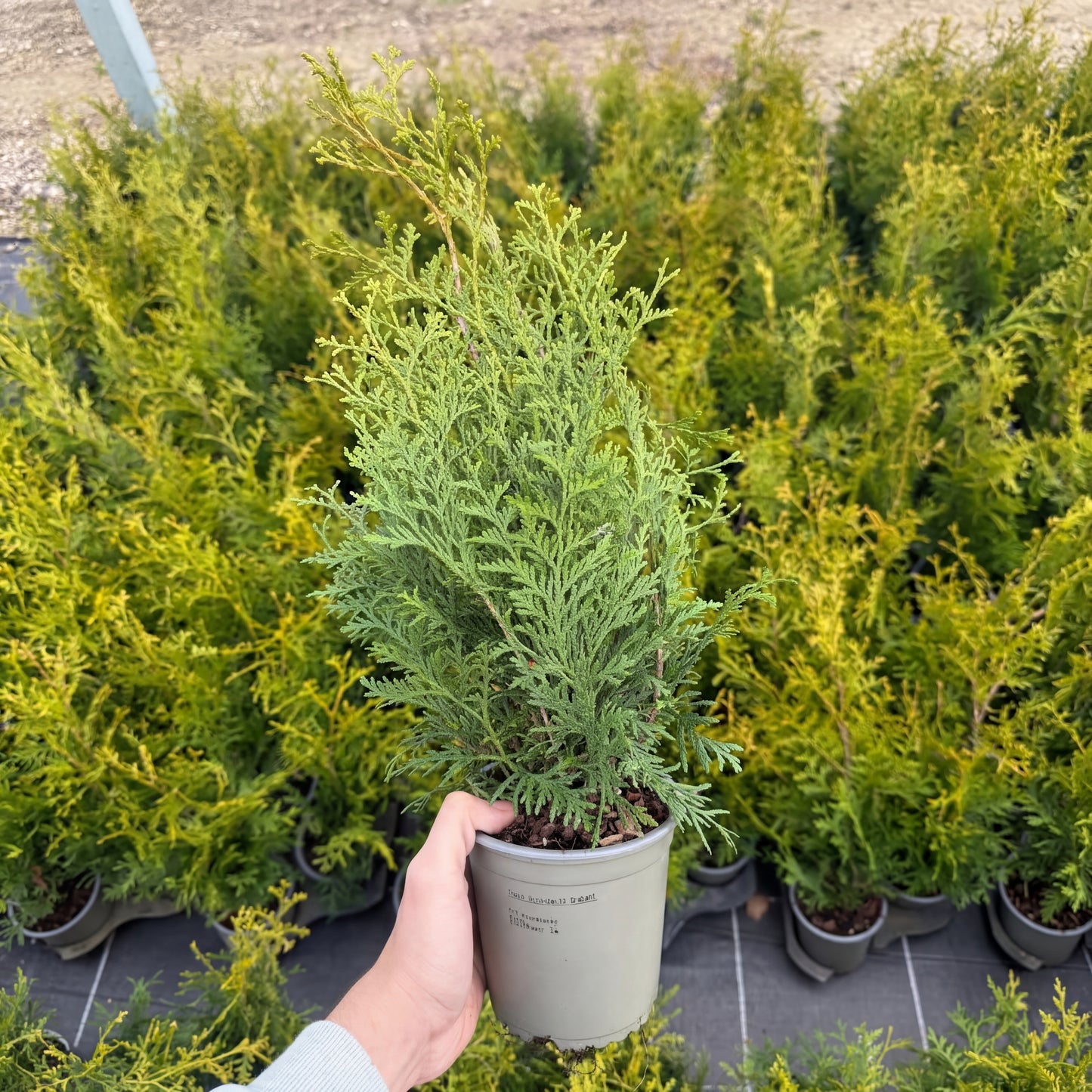 Tuia Occidentalis King Of Brabant 1,5L