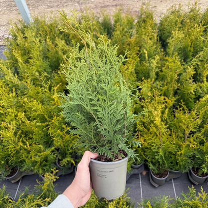 Tuia Occidentalis King Of Brabant 1,5L