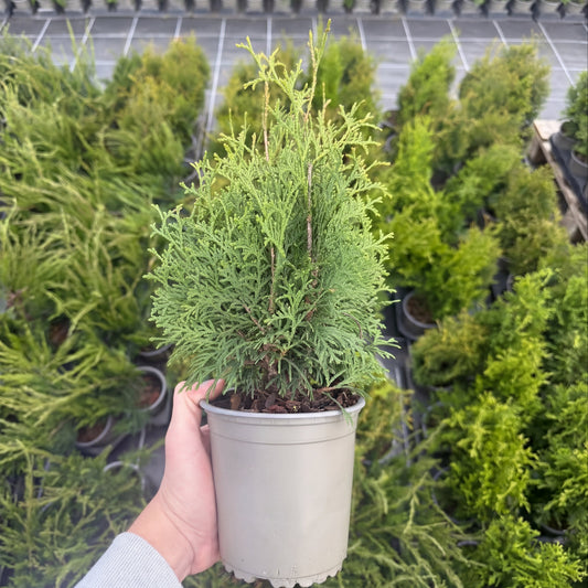 Tuia Occidentalis Holmstrup 1,5L