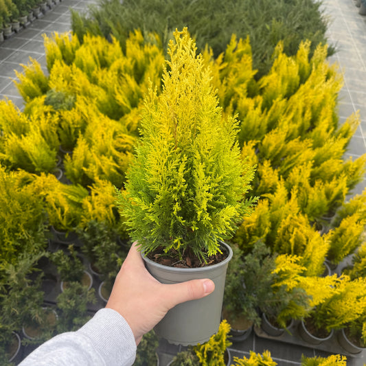 Tuia Chamaecyparis Ivonne 1,5L