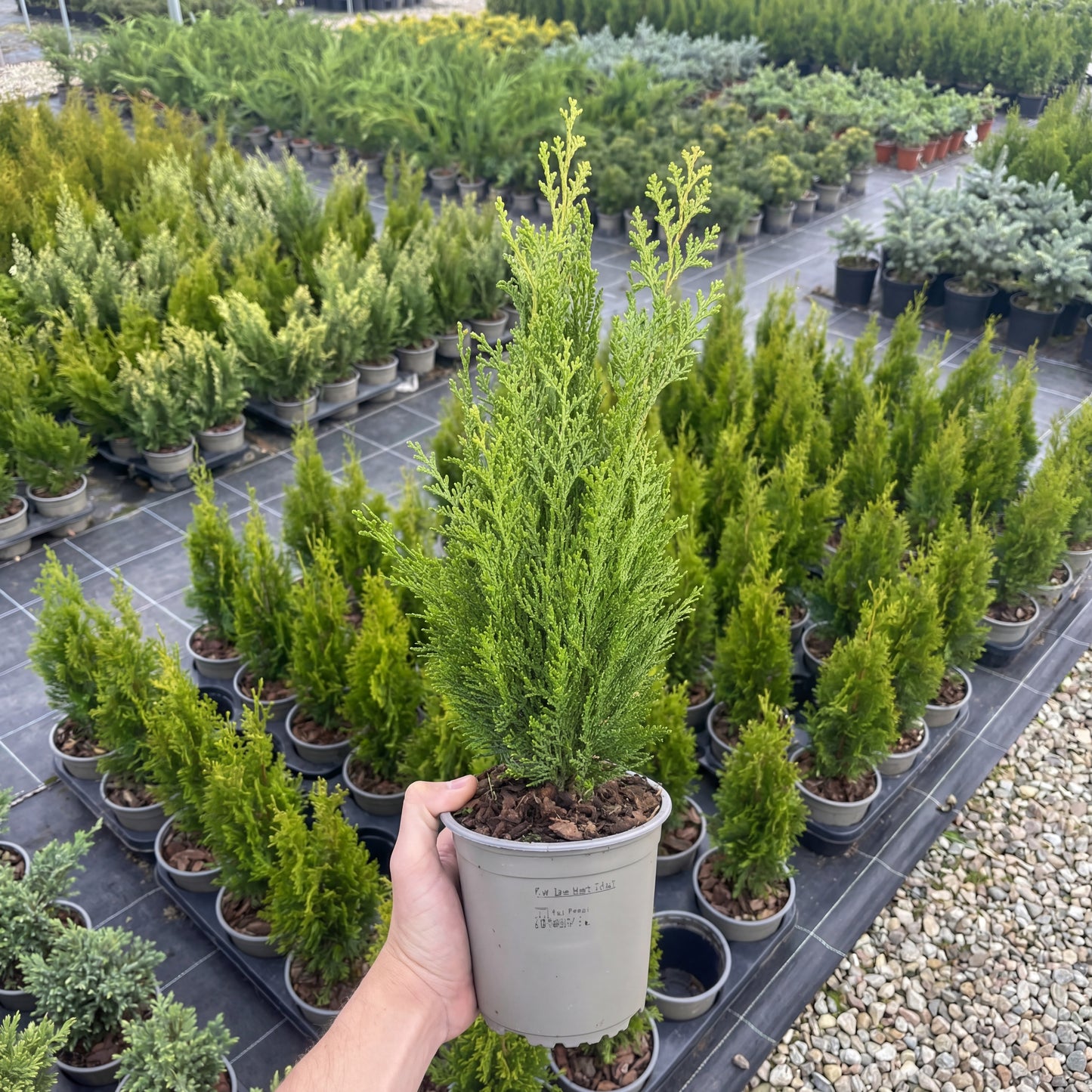 Tuia Chamaecyparis Green Pillar 1,5L