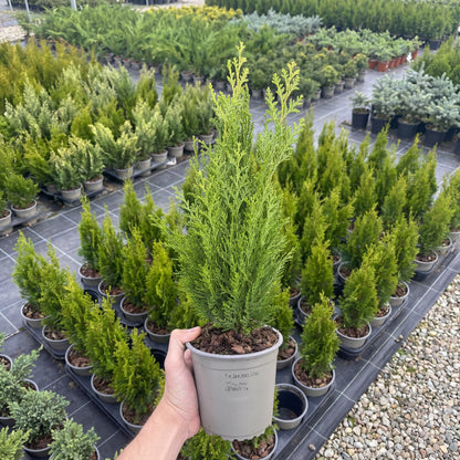 Tuia Chamaecyparis Green Pillar 1,5L