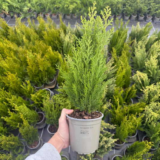 Tuia Chamaecyparis Green Pillar 1,5L