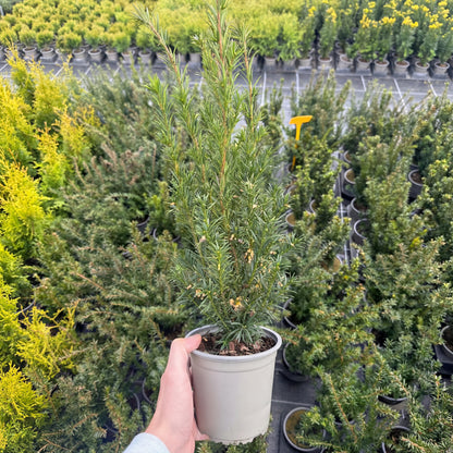 Taxus Media Groenland 1,5L