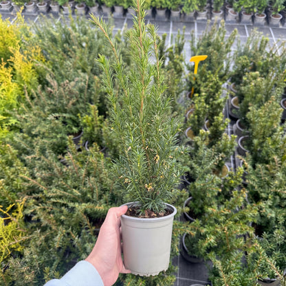 Taxus Media Groenland 1,5L